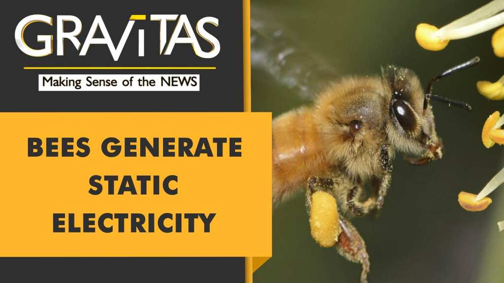 Gravitas: Can insects affect the weather?