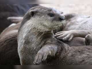 WION Climate Tracker: Singapore's slippery, hungry and angry Otters