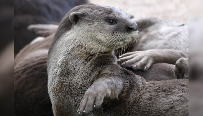 WION Climate Tracker: Singapore's slippery, hungry and angry Otters