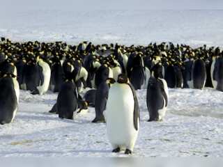 WION Climate Tracker: Emperor penguins now threatened species