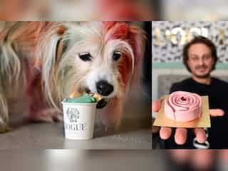 In pics | US restaurant caters classical French cuisine to dogs 