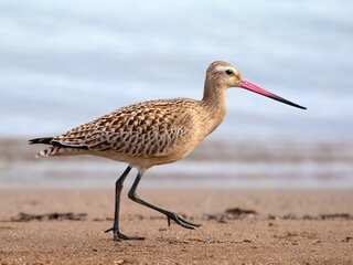 WION Climate Tracker: Bar-tailed Godwit breaks world record, flies from Alaska to Tasmania