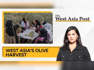 The West Asia Post | Olive Harvest underway in West Asia