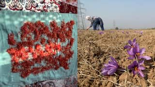 Bumper saffron harvest in Kashmir region. Farmers happy with abundant production