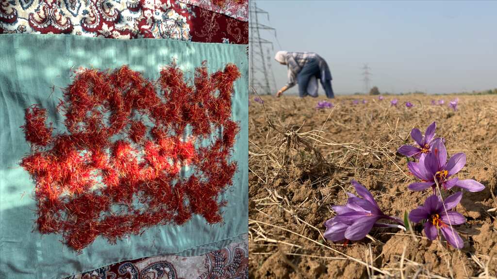 Bumper saffron harvest in Kashmir region. Farmers happy with abundant production