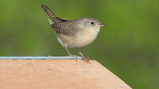 New Zealand: Bird of the year creates flutter, even makes PM react