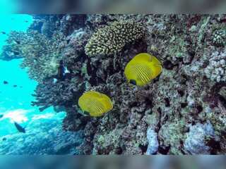 WION Climate Tracker: Egypt's Red Sea coral reefs resilient but under stress