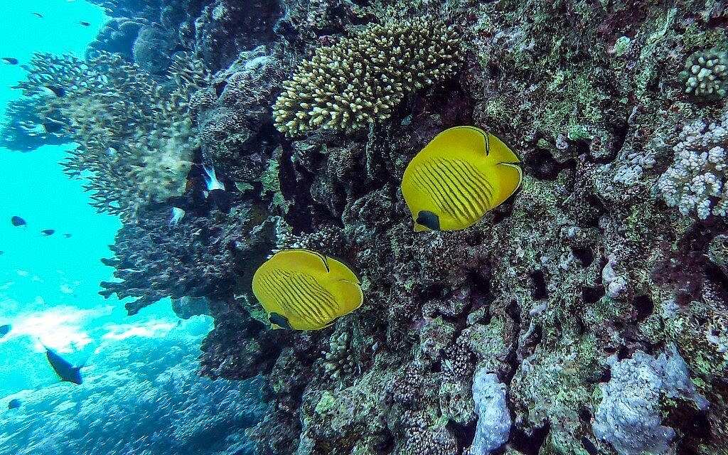 WION Climate Tracker: Egypt's Red Sea coral reefs resilient but under stress