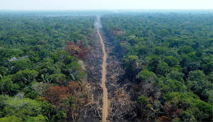 WION Climate Tracker: Will change in Brazil's leadership save the Amazon forest?