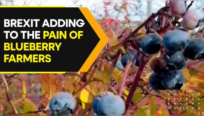 Scottish blueberry farmer donates crop worth millions to charity. Know why