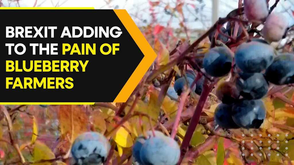 Scottish blueberry farmer donates crop worth millions to charity. Know why