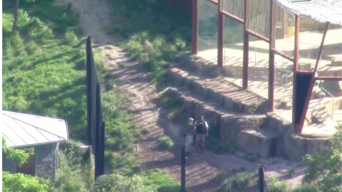 Early morning scare at Sydney zoo after 5 lions escape enclosure