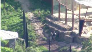 Early morning scare at Sydney zoo after 5 lions escape enclosure