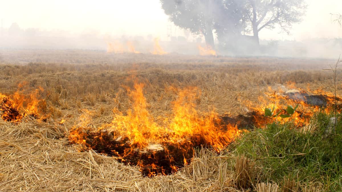 India: As Delhi witnesses 'very poor' AQI, politicians trade barbs over rise in stubble burning