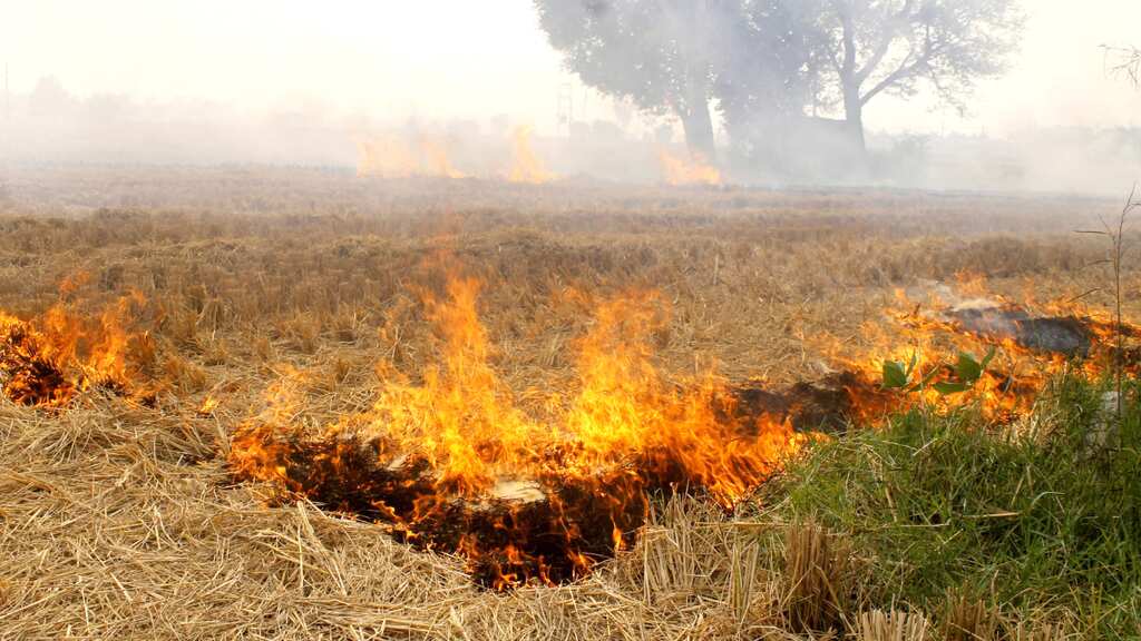 India: As Delhi witnesses 'very poor' AQI, politicians trade barbs over rise in stubble burning
