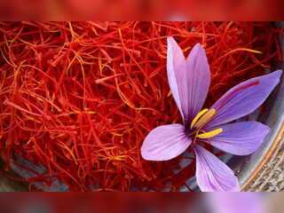 Bumper saffron harvest cheers up farmers in Kashmir region