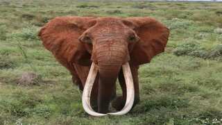Dida, Africa’s ‘largest’ female tusker and iconic matriarch, dies of old age in Kenya