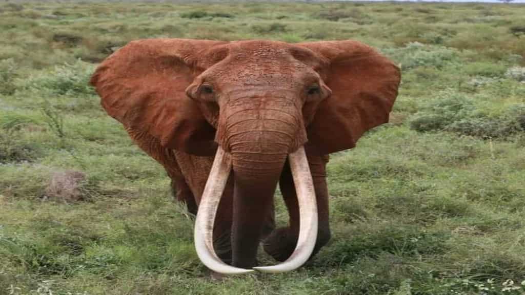 Dida, Africa’s ‘largest’ female tusker and iconic matriarch, dies of old age in Kenya