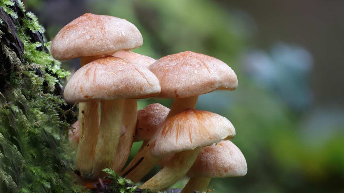 Magic mushrooms to be one of the most effective tool to treat depression, says study Magic mushrooms to be one of the most effective tool to treat depression, says study