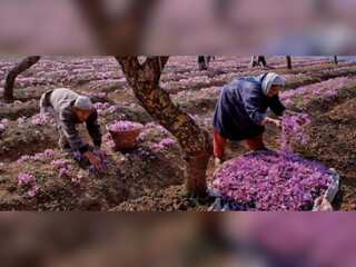 India: Farmers cheer over healthy Saffron cultivation in Kashmir