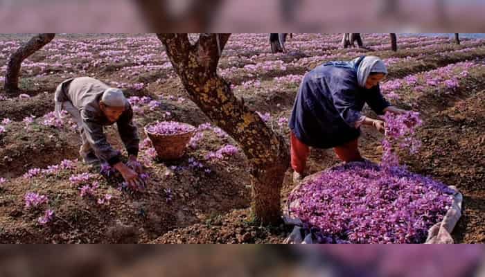 India: Farmers cheer over healthy Saffron cultivation in Kashmir