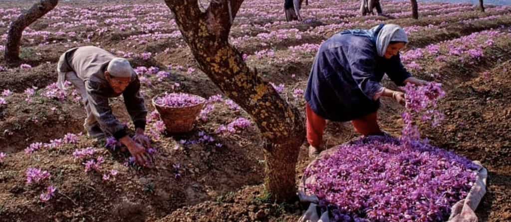 India: Farmers cheer over healthy Saffron cultivation in Kashmir
