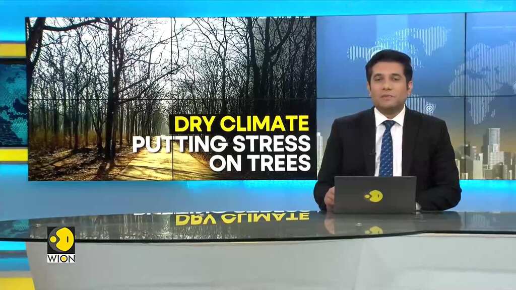 WION Climate Tracker | UK: Dry climate gives rise to 'false autumn'