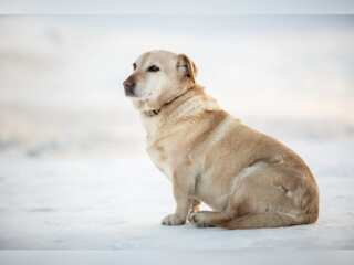 Hungary: Animal shelters struggle to look after pets, unable to afford vet bills, food