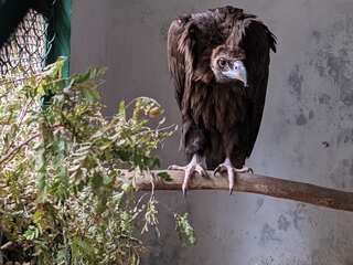 India: In a first, vulture rewilded after five years of captive care