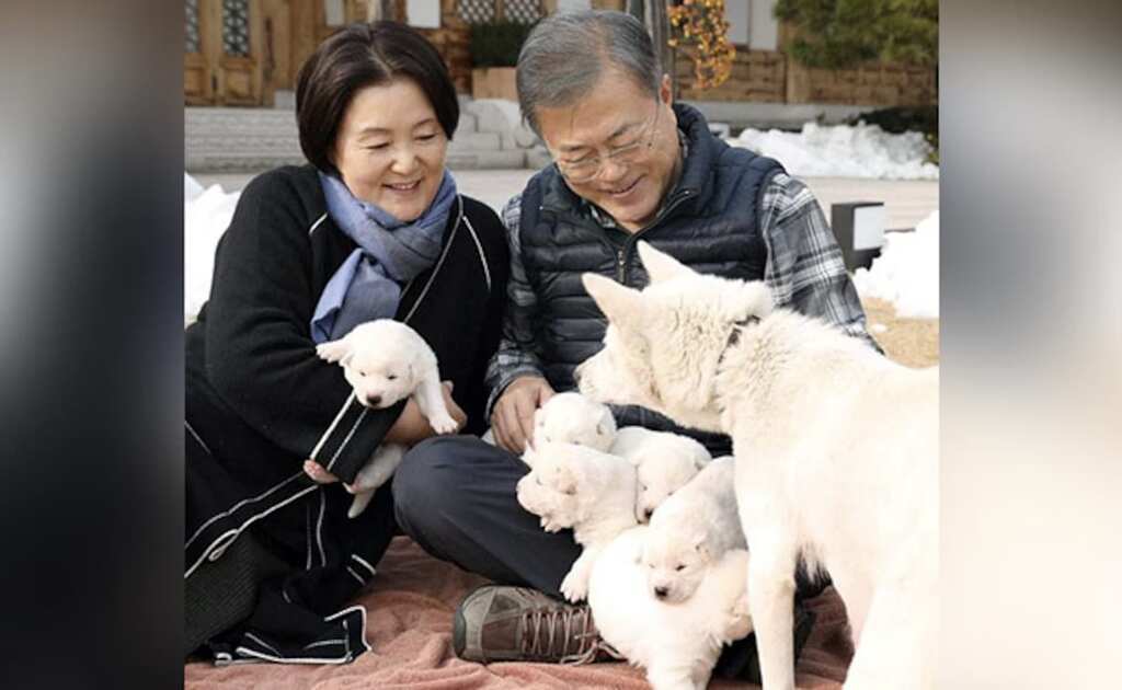 WION Fineprint | Former South Korean President wants to return North Korean puppies
