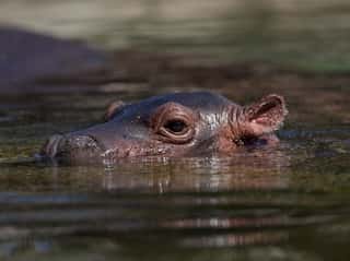 Ten African countries accuse European Union of endangering global hippo population