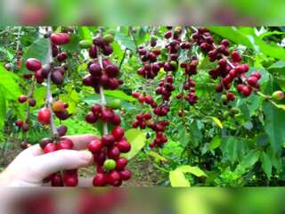 WION Climate Tracker: Coffee trees could save Mozambique rainforest?