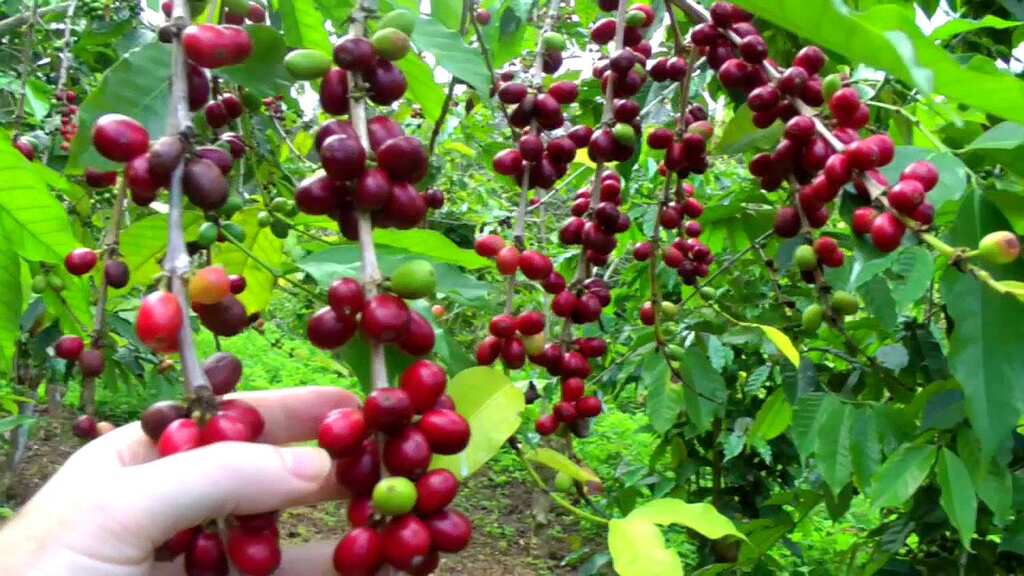 WION Climate Tracker: Coffee trees could save Mozambique rainforest?