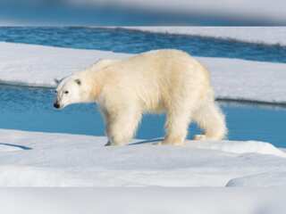 WON Climate Tracker: Polar bears face the threat of receding ice sheets