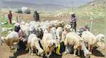 Taliban to send 15,000 Afghans to shepherd livestock in West Asian nations