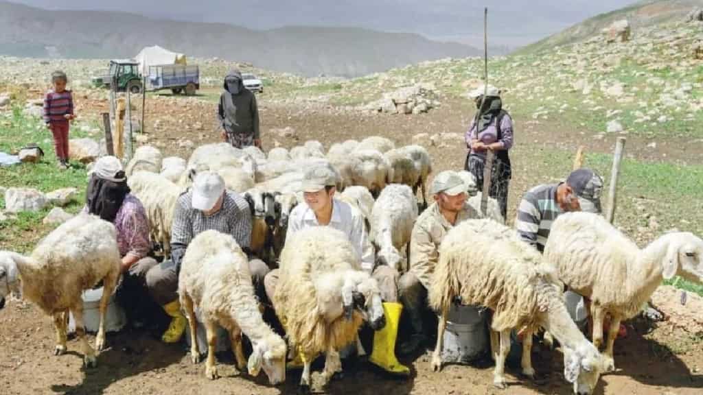 Taliban to send 15,000 Afghans to shepherd livestock in West Asian nations