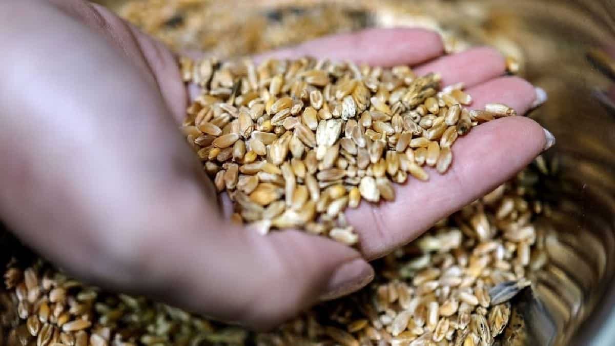 Israeli scientists step up efforts to grow climate change-resistant crops Israeli scientists step up efforts to grow climate change-resistant crops