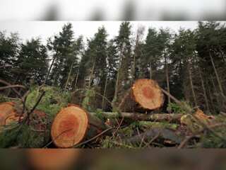 WION Climate Tracker | The fungal disease could kill millions of trees