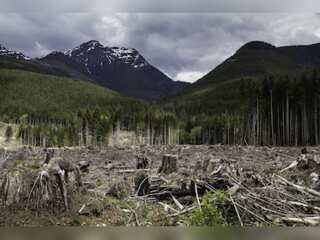 WION Climate Tracker | Climate change threatens Canada's forests