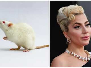WION Fineprint | Rats: The new Lady Gaga fans in town