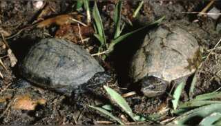 WION Climate Tracker | Poaching threatens turtle species