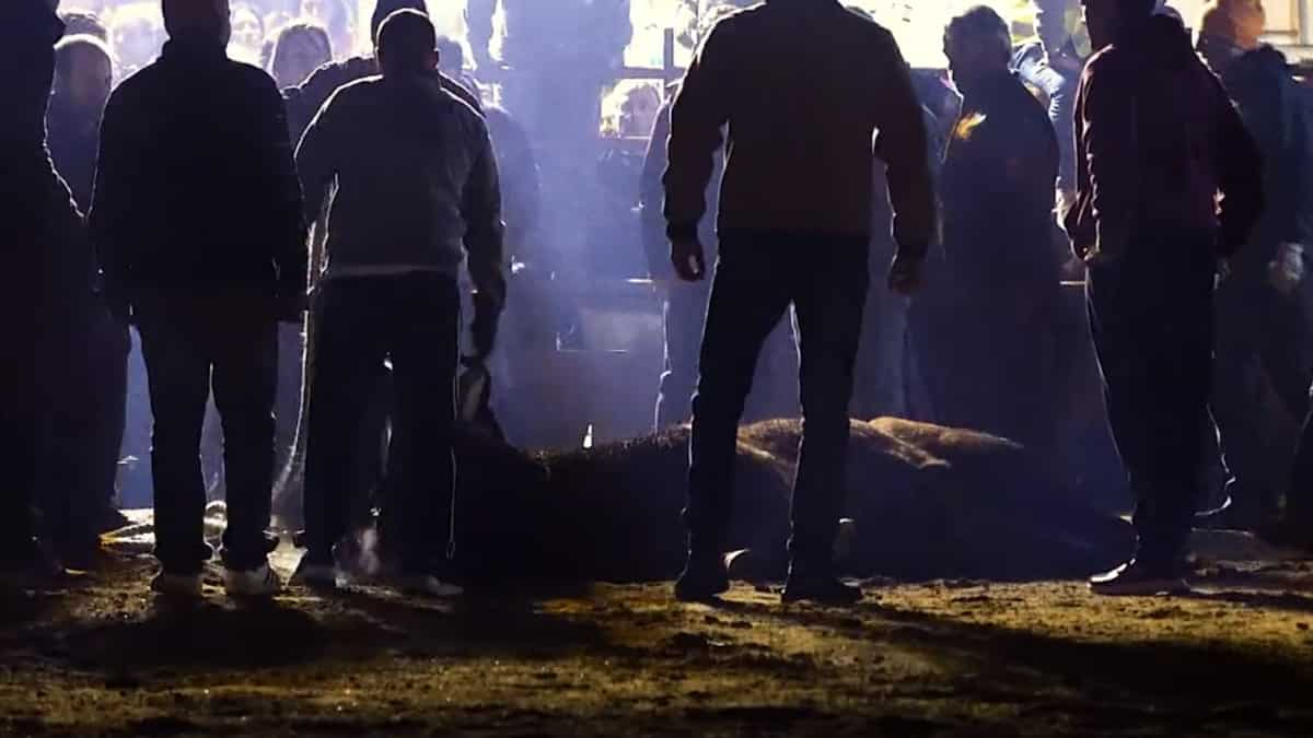 Does the bull 'survive' this Joy of the Bull fiesta?