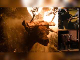 Explainer | 'Toro Jubilo' a fiesta or a grotesque tradition from the stone ages?