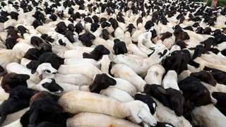 COP27: Nations skip serious concerns over greenhouse gas emissions from livestock, meat industry