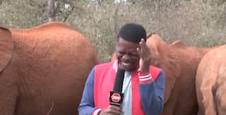 WATCH | Baby elephant says hello as Kenyan journalist reports on wildlife conservation
