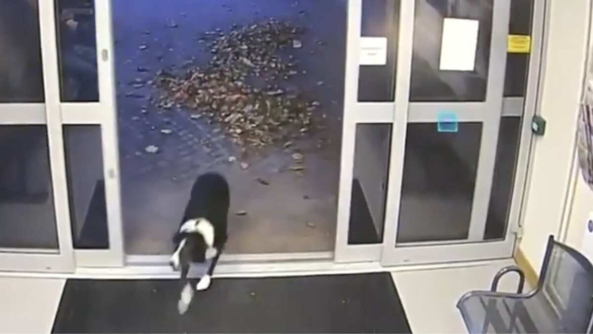 Lost dog walks straight into police station, gets reunited with owner; wins praise on internet