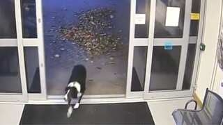 Lost dog walks straight into police station, gets reunited with owner; wins praise on internet