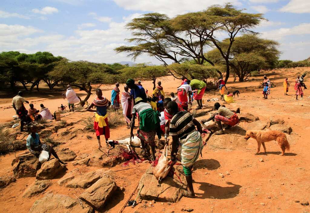 WION Climate Tracker: Kenyan farmers endure painful drought, battling it for four years now