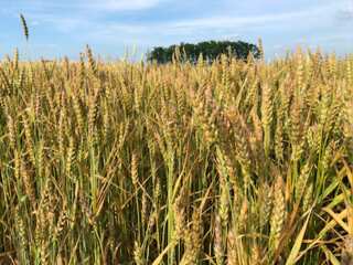 Ukraine says grain deal will be extended for 120 days
