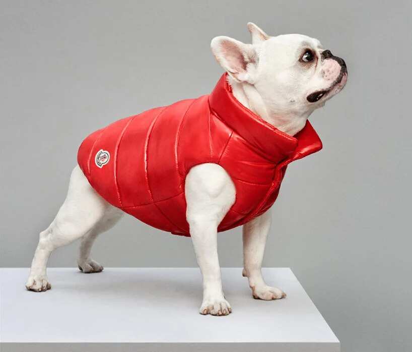 WION Fineprint | Moncler puffer jackets for paw friends